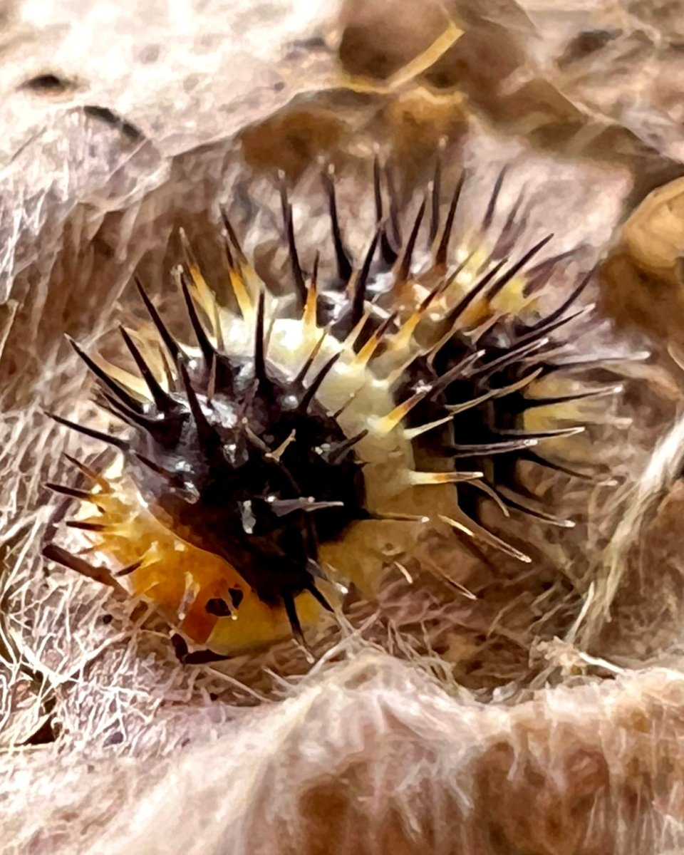 White Stripe Spiky Isopod, (Laureola sp. "White Stripe Spiky") - Richard’s Inverts