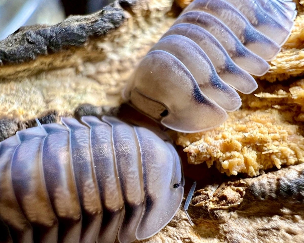 White Tiger Isopod, (Cubaris sp. "White Tiger") - Richard’s Inverts