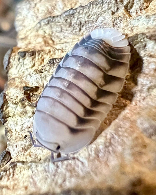 White Tiger Isopod, (Cubaris sp. "White Tiger") - Richard’s Inverts