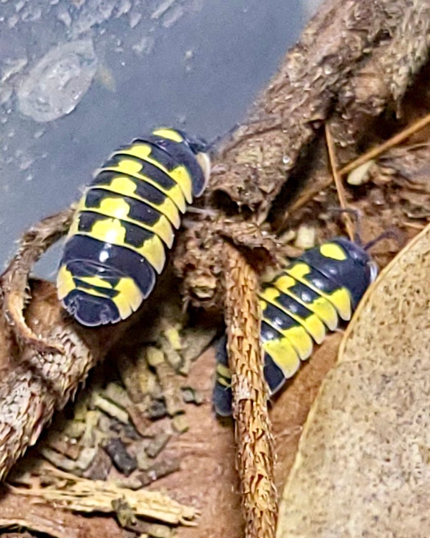 Yellow Arrow Isopod, (Merulanella sp. "Yellow Arrow") - Richard’s Inverts