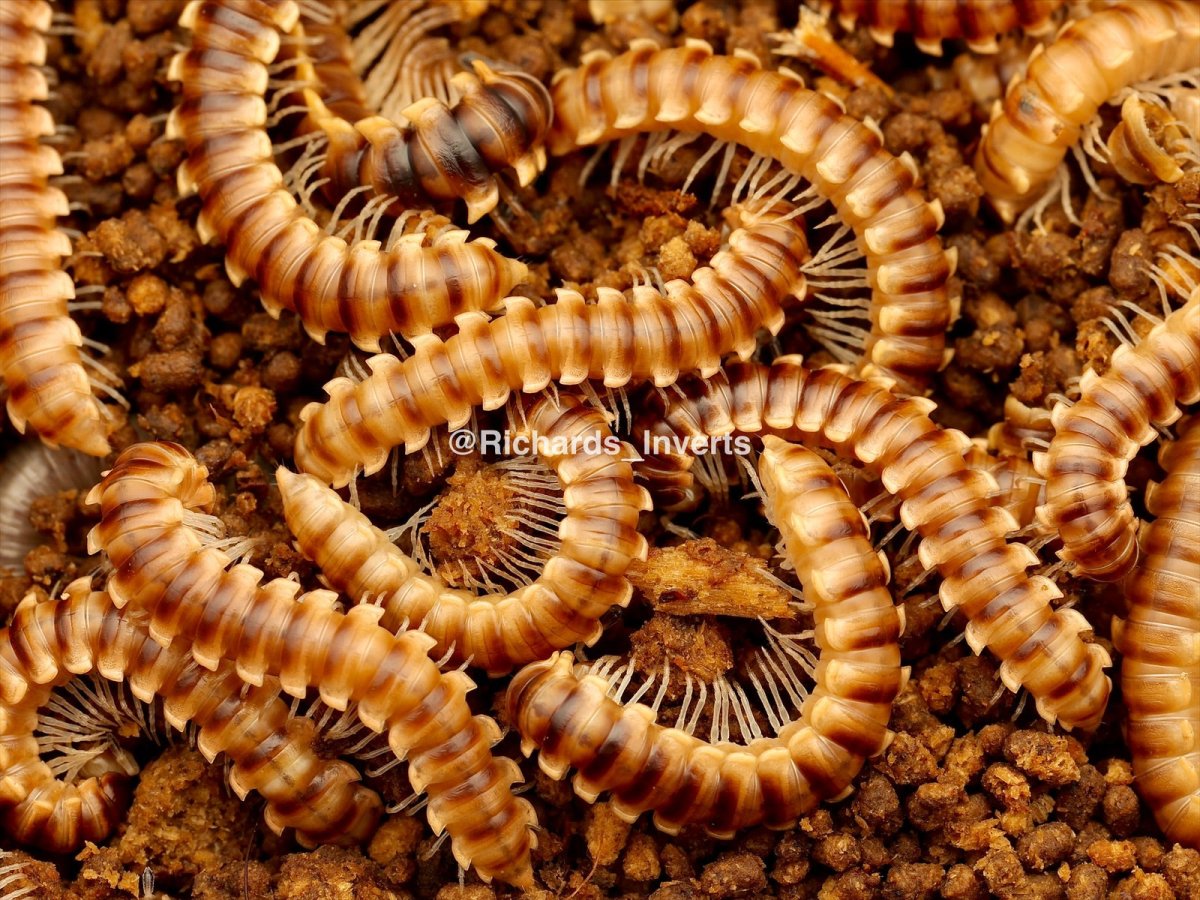 Yellow Dragon Millipede, (Orthomorpha sp. "Thailand") - Richard’s Inverts