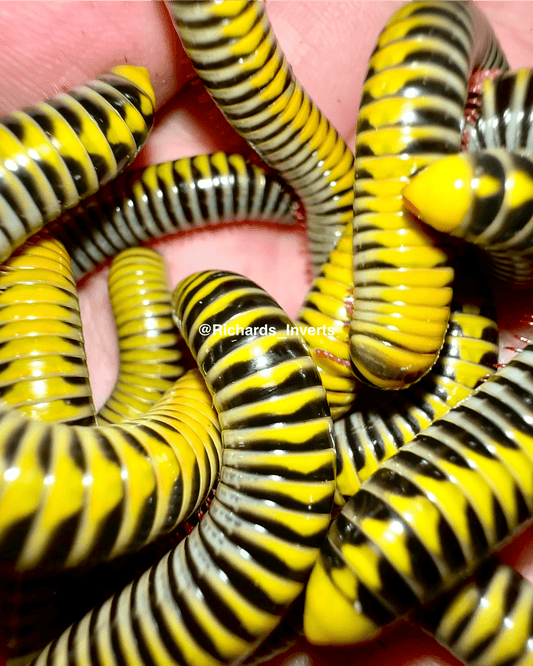 ⨂ Yellow Flash Millipede, (Salpidobolus sp. "Gorontalo") - Richard’s Inverts