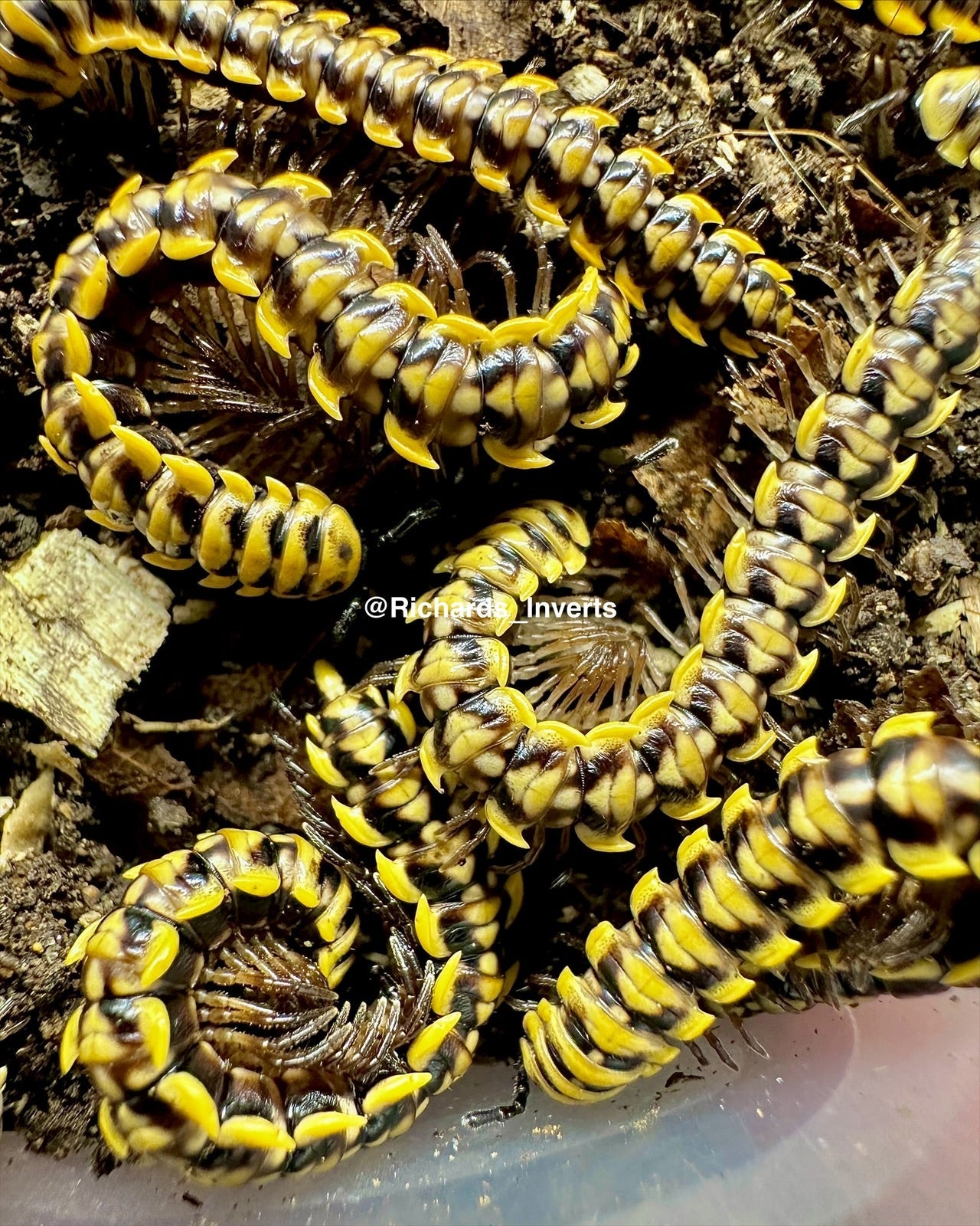 Yellow Flatback Millipede, (Antheromorpha uncinata "Yellow") - Richard’s Inverts