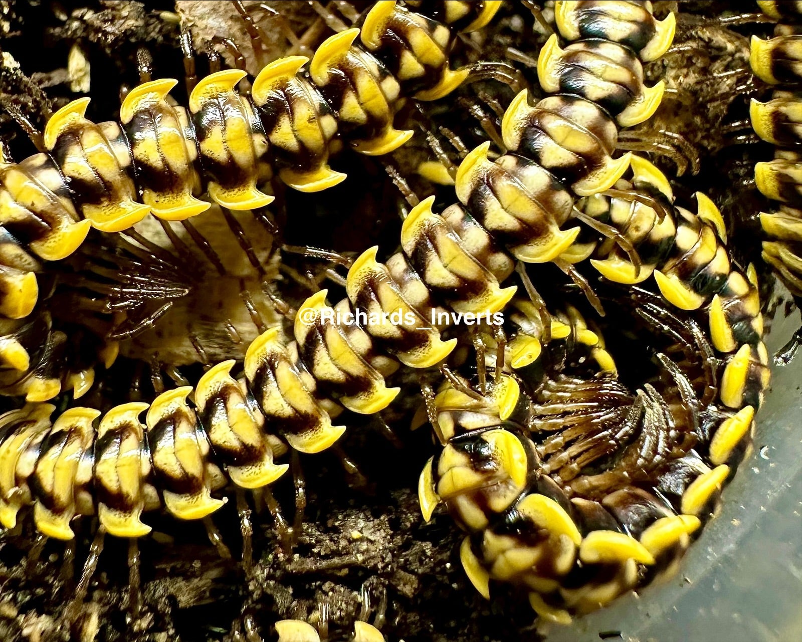 Yellow Flatback Millipede, (Antheromorpha uncinata "Yellow") - Richard’s Inverts