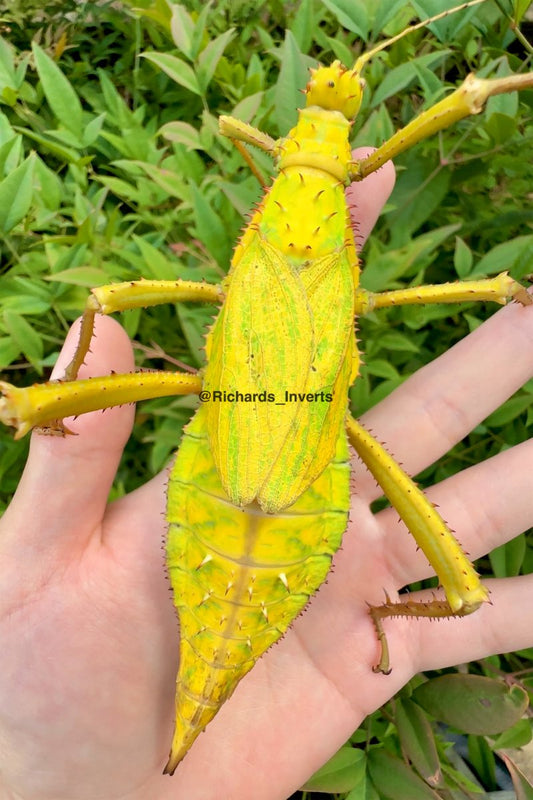 "Yellow" Jungle Nymph Stick Insect, (Heteropteryx dilatata) - Richard’s Inverts