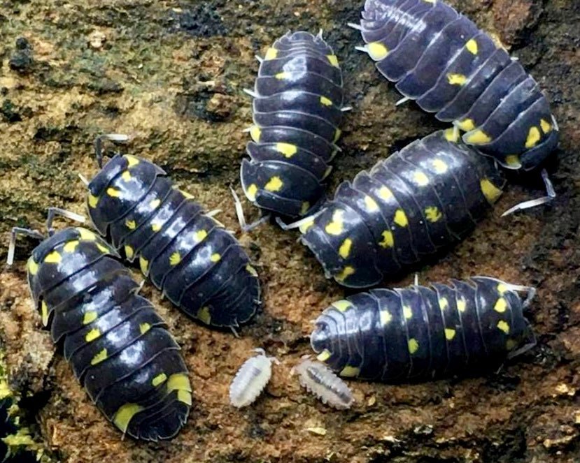 Yellow Panda Isopod, (Merulanella bicolorata) - Richard’s Inverts