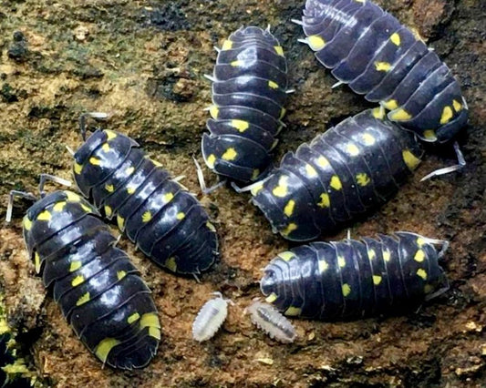 Yellow Panda Isopod, (Merulanella bicolorata) - Richard’s Inverts