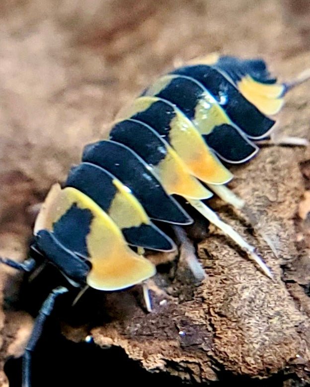 Yellow Pastel Isopod, (Merulanella sp. "Yellow Pastel") - Richard’s Inverts