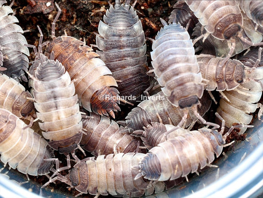 Ying Yang Isopod, (Porcellio scaber "Ying Yang") - Richard’s Inverts