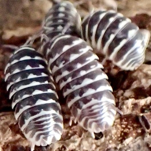 Zebra Isopod "New Line", (Armadillidium maculatum) - Richard’s Inverts