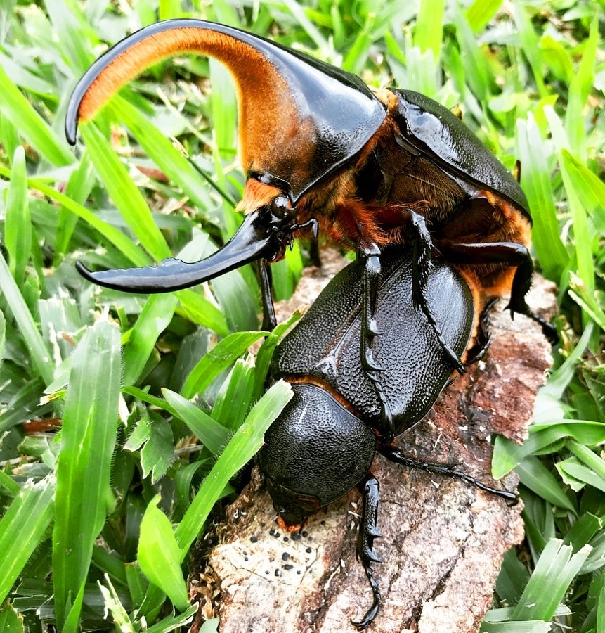 ⨂ Larvae - Satan Rhino Beetle, (Dynastes satanas)