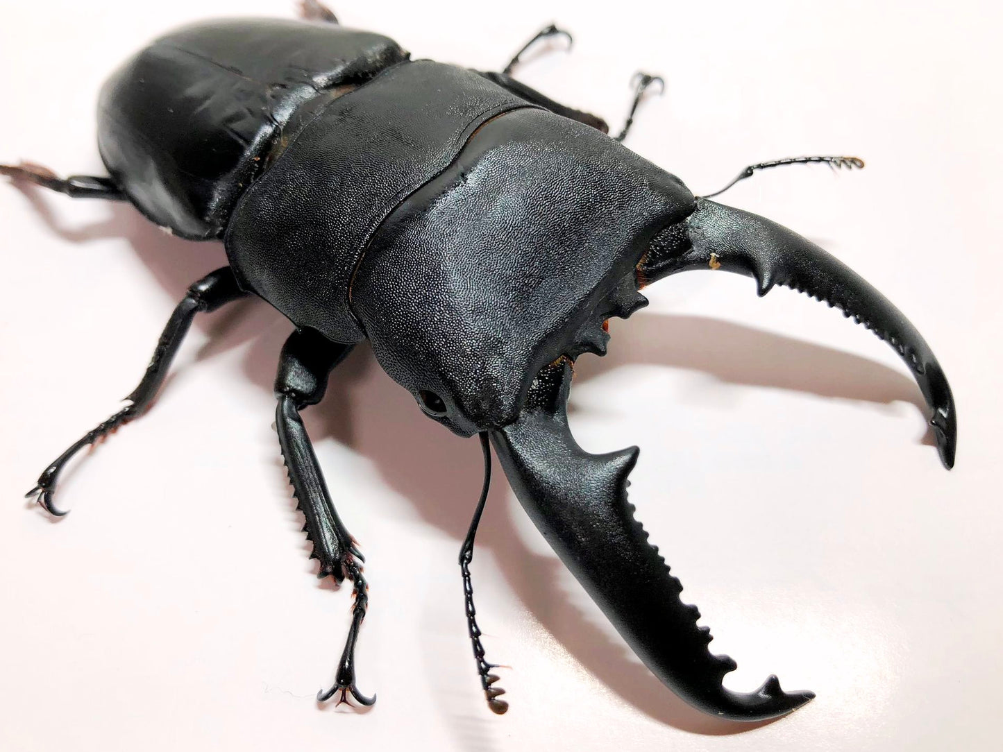 ⨂ ADULTS - Palawan Stag Beetle, (Dorcus palawanicus)