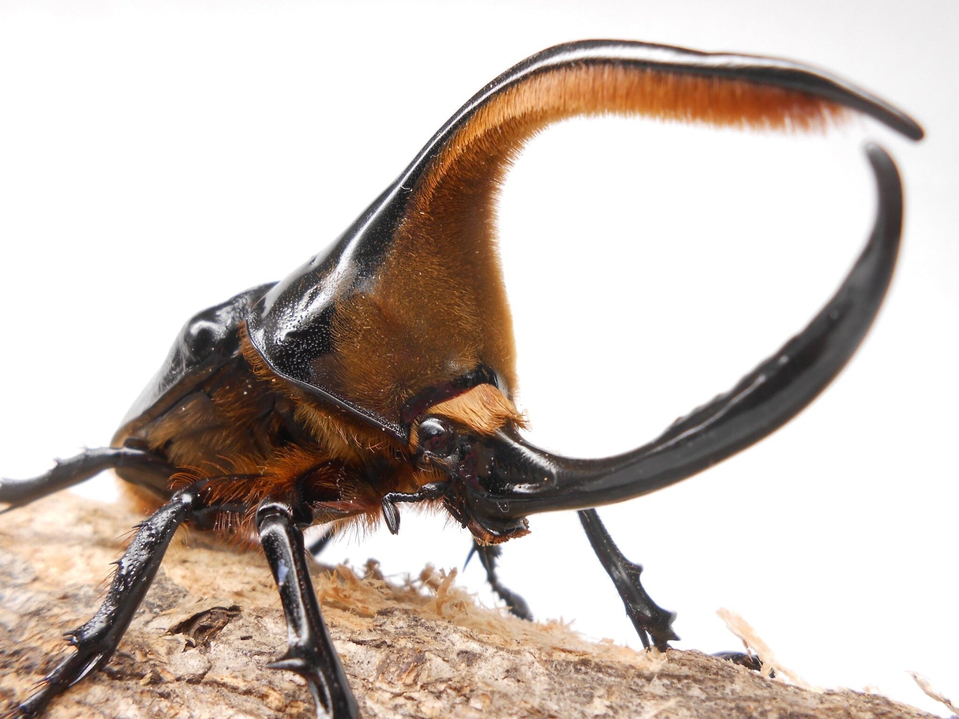 Larvae - Satan Rhino Beetle, (Dynastes satanas) - Richard’s Inverts