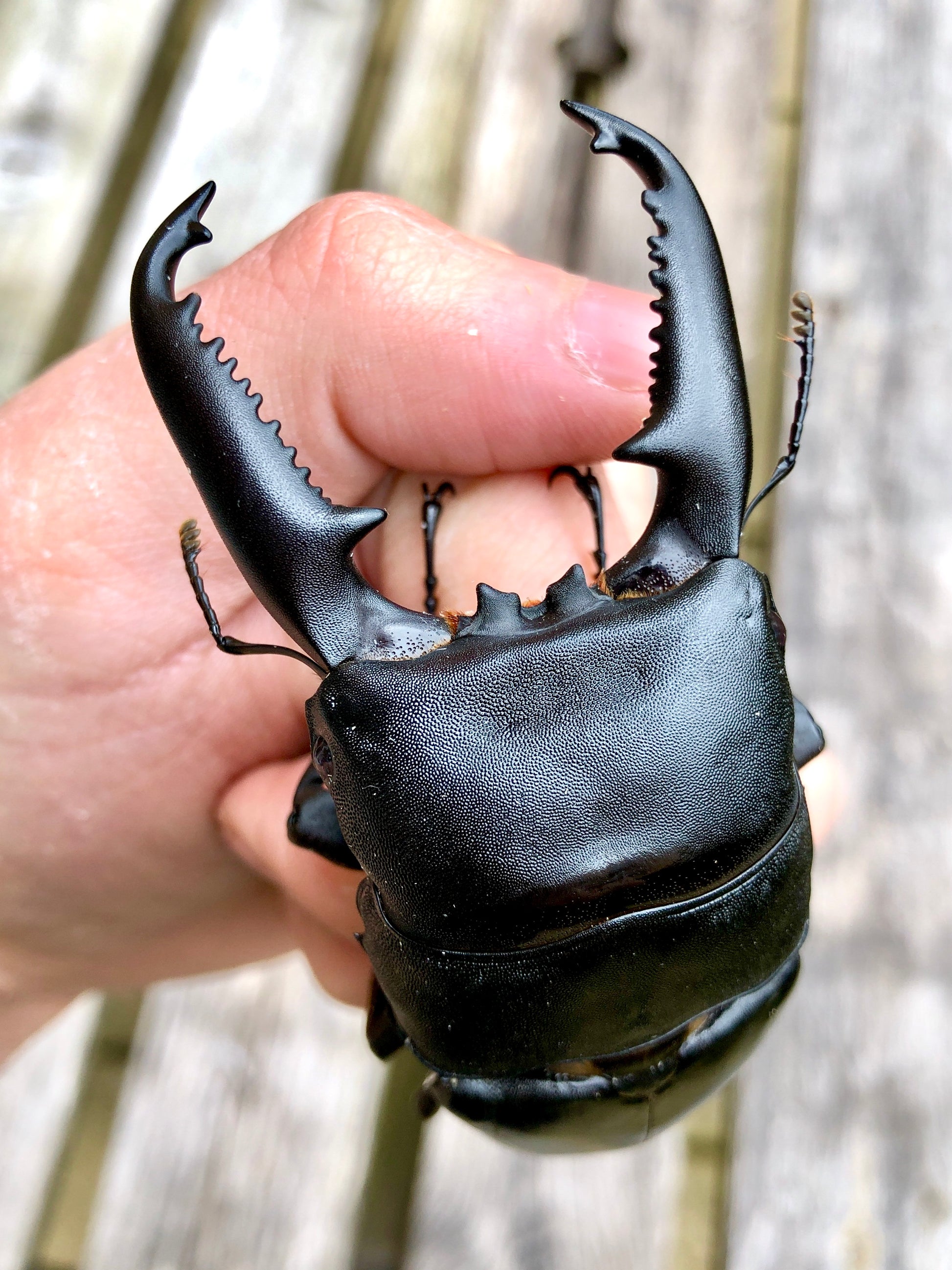 ADULTS - Palawan Stag Beetle, (Dorcus palawanicus) - Richard’s Inverts