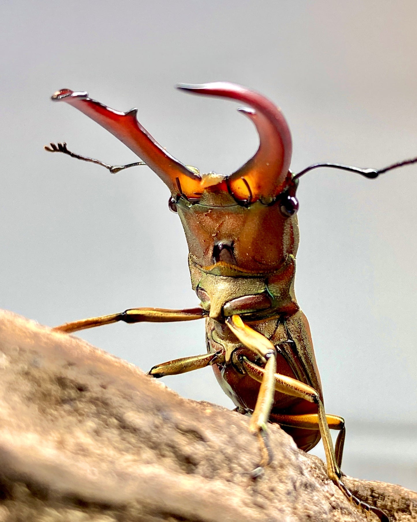 ⨂ Larvae - Taiwanese Stag Beetle, (Cyclommatus mniszechi)