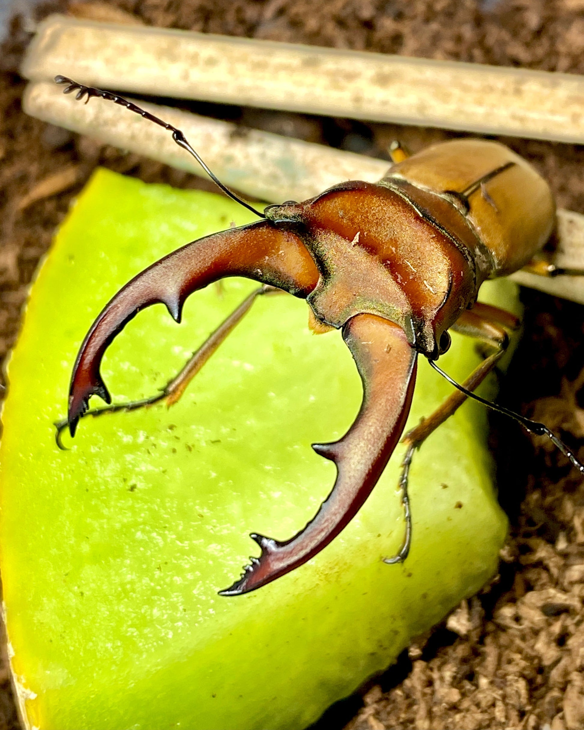 Larvae - Taiwanese Stag Beetle, (Cyclommatus mniszechi) - Richard’s Inverts