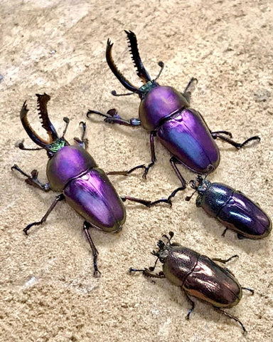 ADULTS - “Amethyst” Jewel Stag Beetle, (Lamprima adolphinae) - Richard’s Inverts