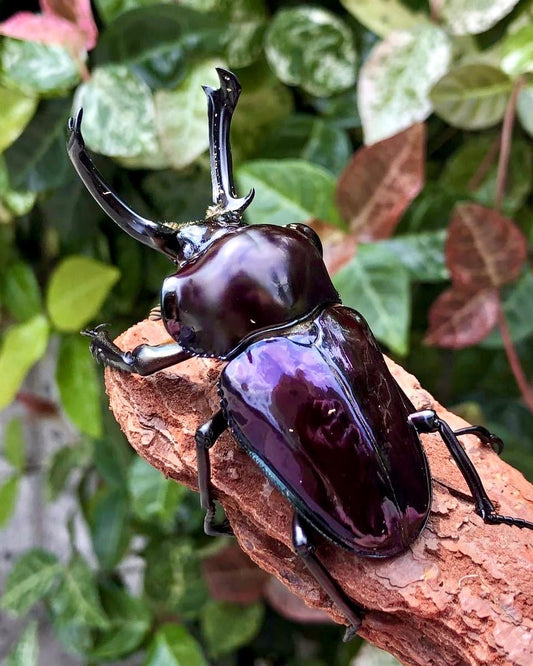 ⨂ ADULTS - "Amethyst" Rainbow Stag Beetle, (Phalacrognathus muelleri) - Richard’s Inverts