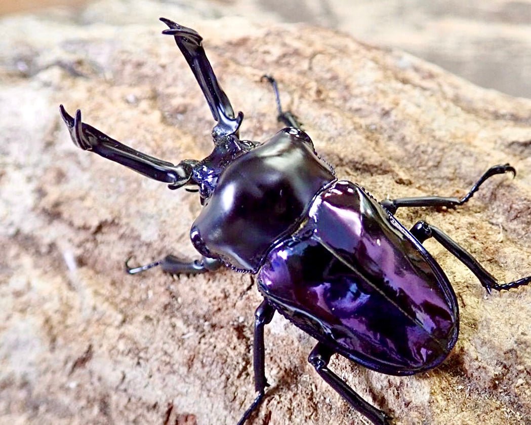 ADULTS - "Amethyst" Rainbow Stag Beetle, (Phalacrognathus muelleri) - Richard’s Inverts