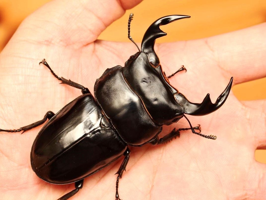ADULTS - Antaeus Stag Beetle, (Dorcus antaeus) - Richard’s Inverts