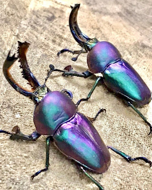 ⨂ ADULTS - "Aurora" Jewel Stag Beetle, (Lamprima adolphinae) - Richard’s Inverts