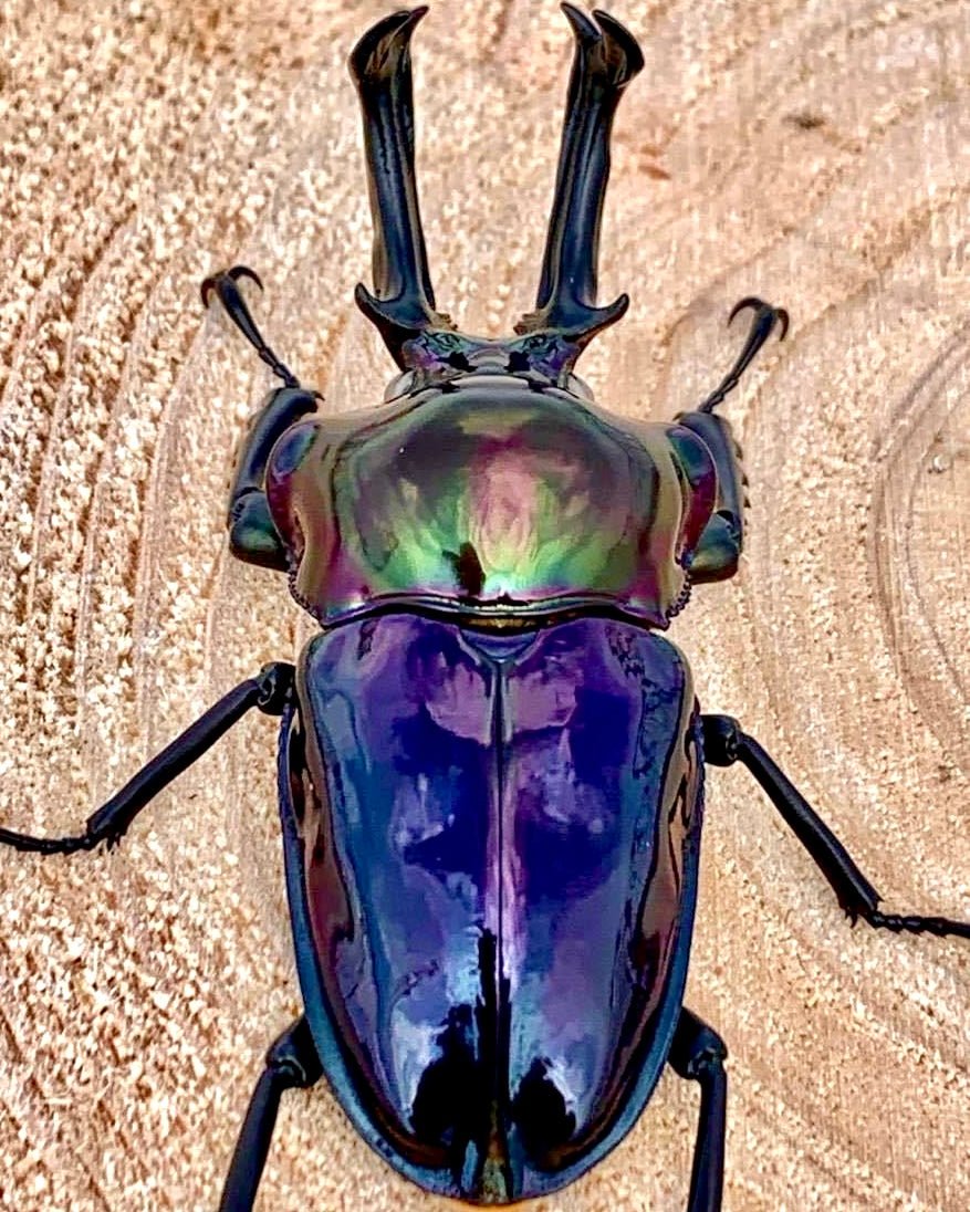 Phalacrognathus muelleri "Black Pearl" For Sale | Richard's Inverts