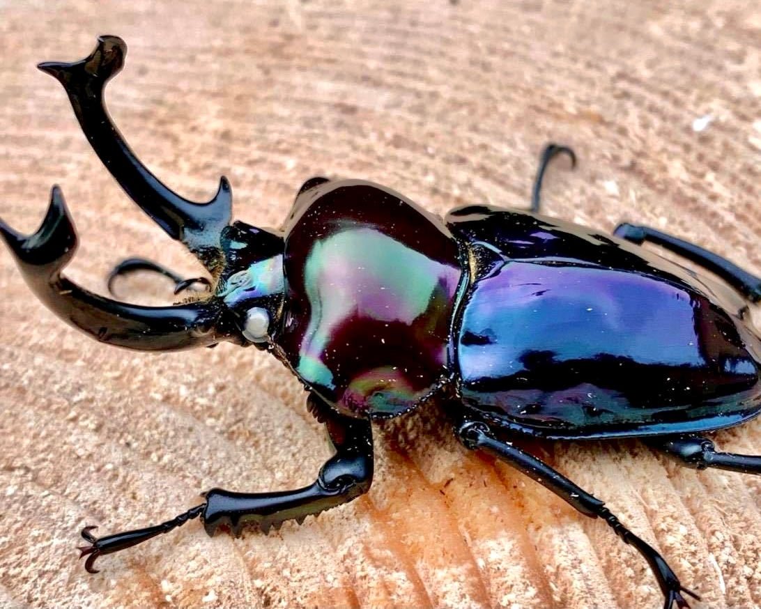 ADULTS - "Black Pearl" Rainbow Stag Beetle, (Phalacrognathus muelleri) - Richard’s Inverts