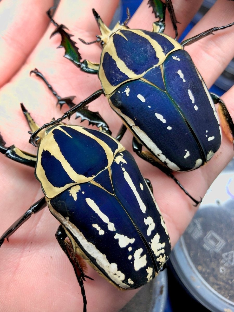 ADULTS - "Blue" Giant Flower Beetle, (Mecynorrhina ugandensis) - Richard’s Inverts