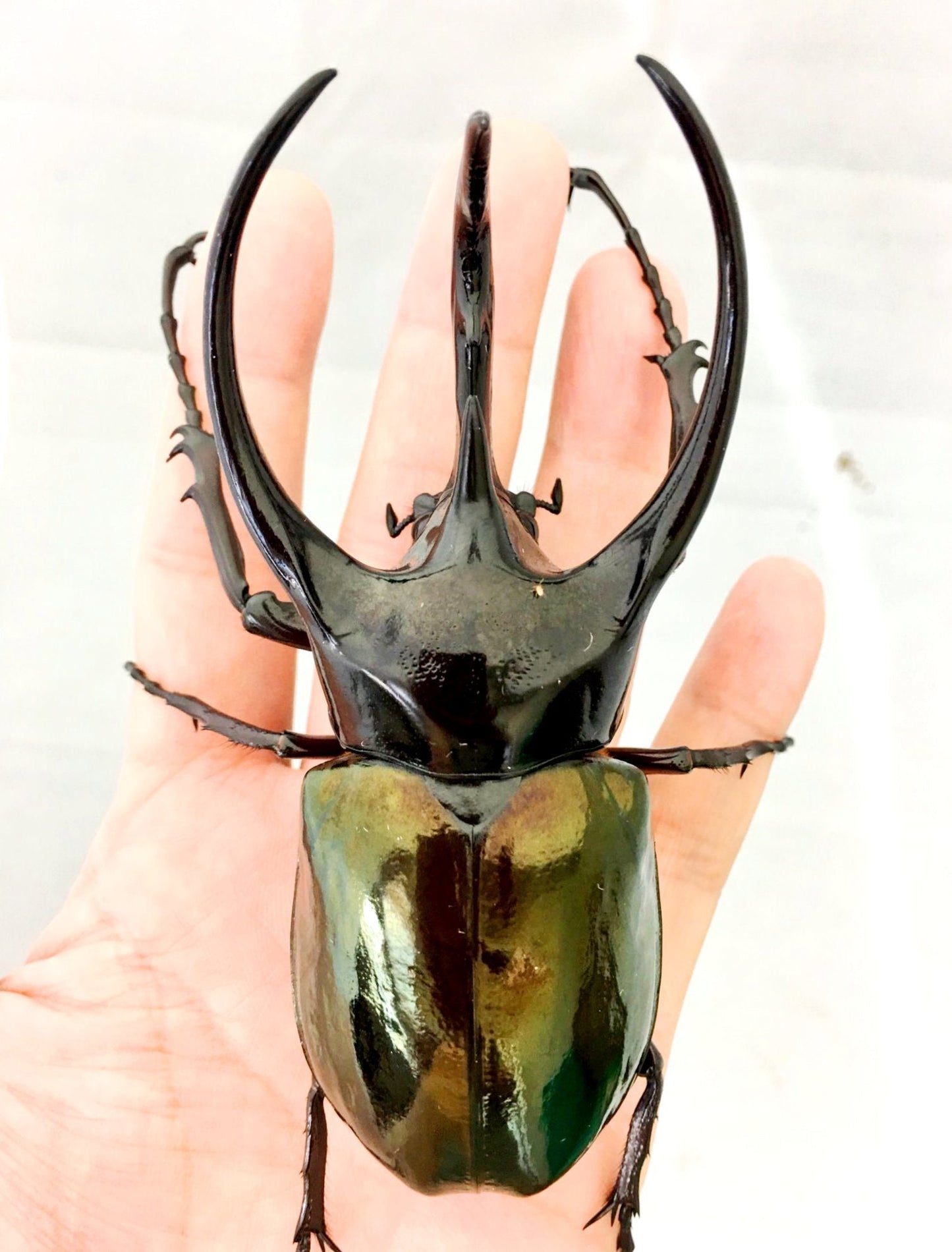 ⨂ ADULTS - Chiron Rhino Beetle, (Chalcosoma caucasus) - Richard’s Inverts