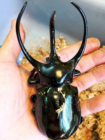 ⨂ ADULTS - Chiron Rhino Beetle, (Chalcosoma caucasus) - Richard’s Inverts
