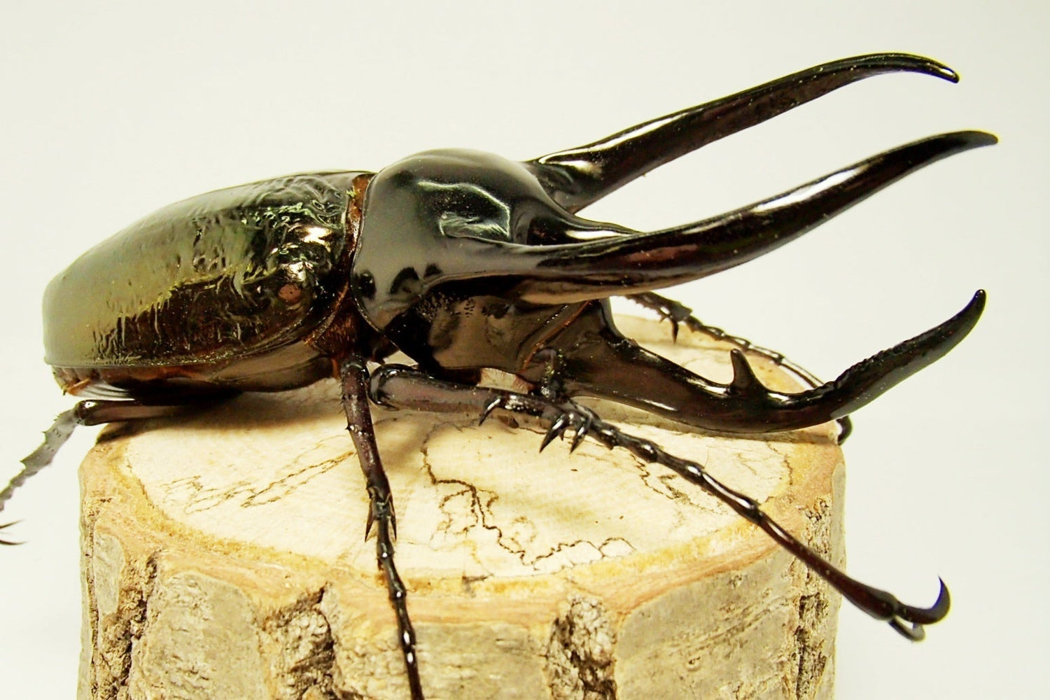 ⨂ ADULTS - Chiron Rhino Beetle, (Chalcosoma caucasus) - Richard’s Inverts