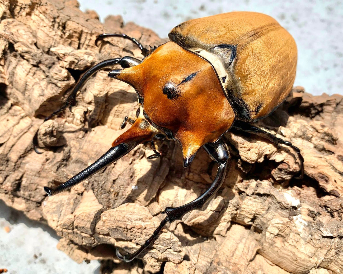 ⨂ ADULTS - Elephant Rhino Beetle, (Megasoma elephas) - Richard’s Inverts