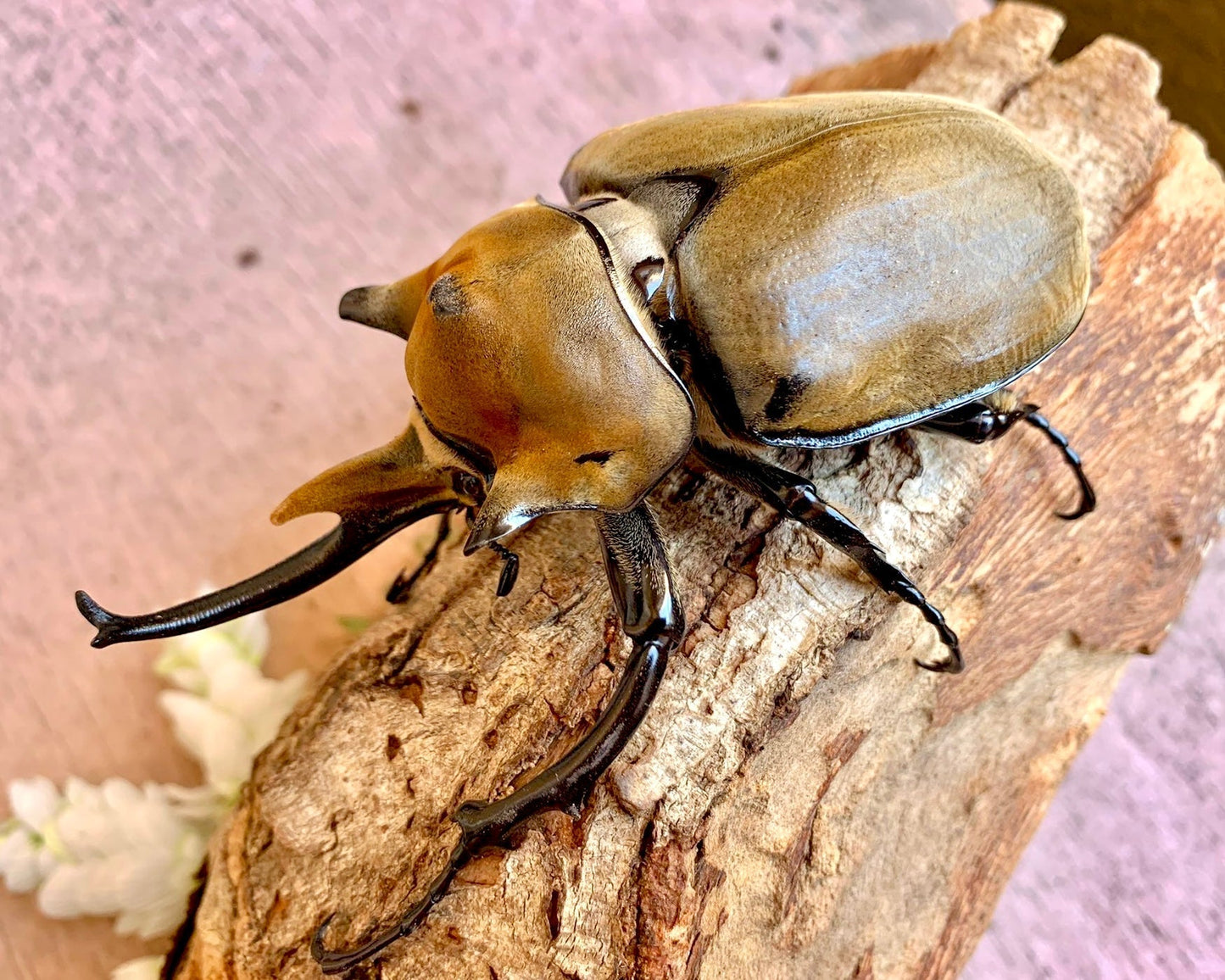 ⨂ ADULTS - Elephant Rhino Beetle, (Megasoma elephas) - Richard’s Inverts