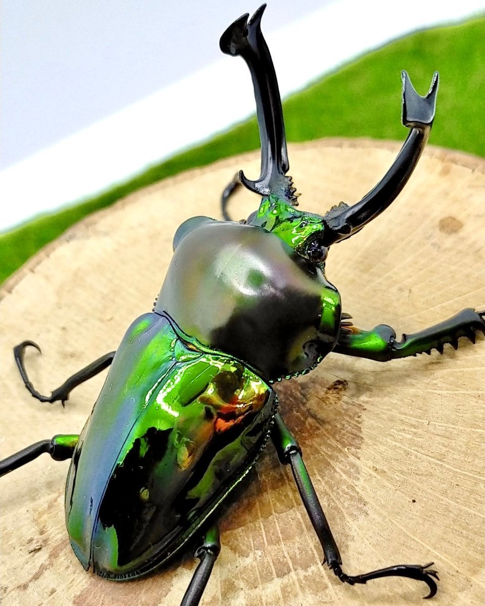 ADULTS - "Emerald" Rainbow Stag Beetle, (Phalacrognathus muelleri) - Richard’s Inverts