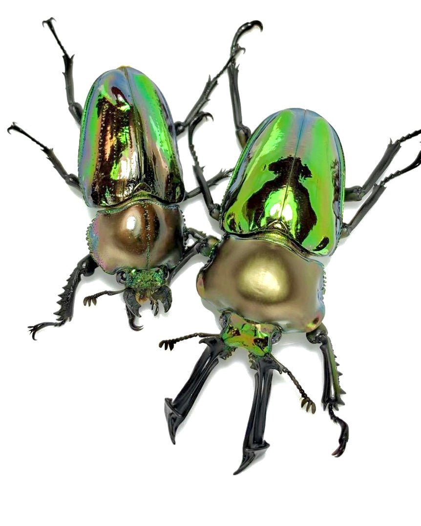 ⨂⨂⨂ ADULTS - "Emerald" Rainbow Stag Beetle, (Phalacrognathus muelleri) - Richard’s Inverts