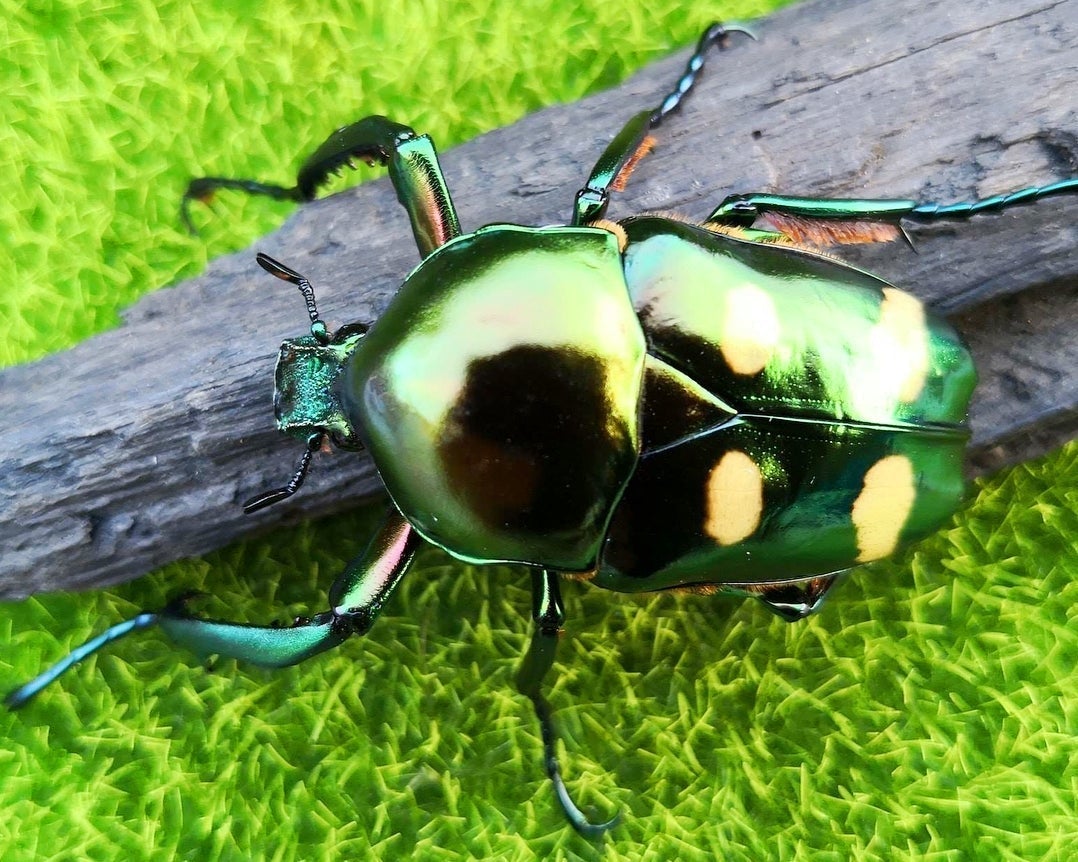 ⨂ ADULTS - Four Spot Flower Beetle, (Jumnos ruckeri) - Richard’s Inverts