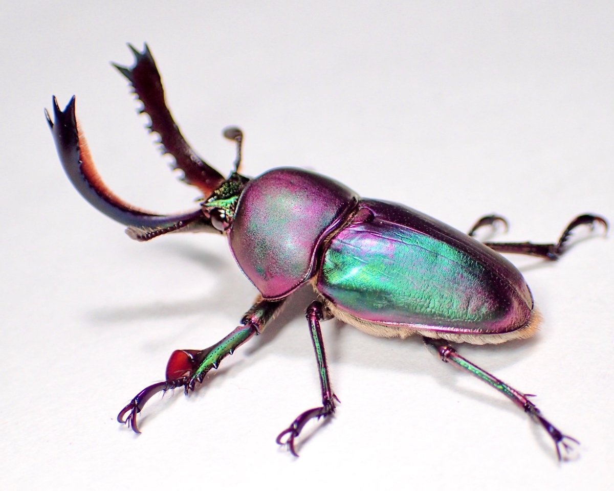 ⨂ ADULTS - "Aurora" Jewel Stag Beetle, (Lamprima adolphinae) - Richard’s Inverts