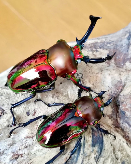 ADULTS - "Ghost Eye, Ruby" Rainbow Stag Beetle, (Phalacrognathus muelleri) - Richard’s Inverts