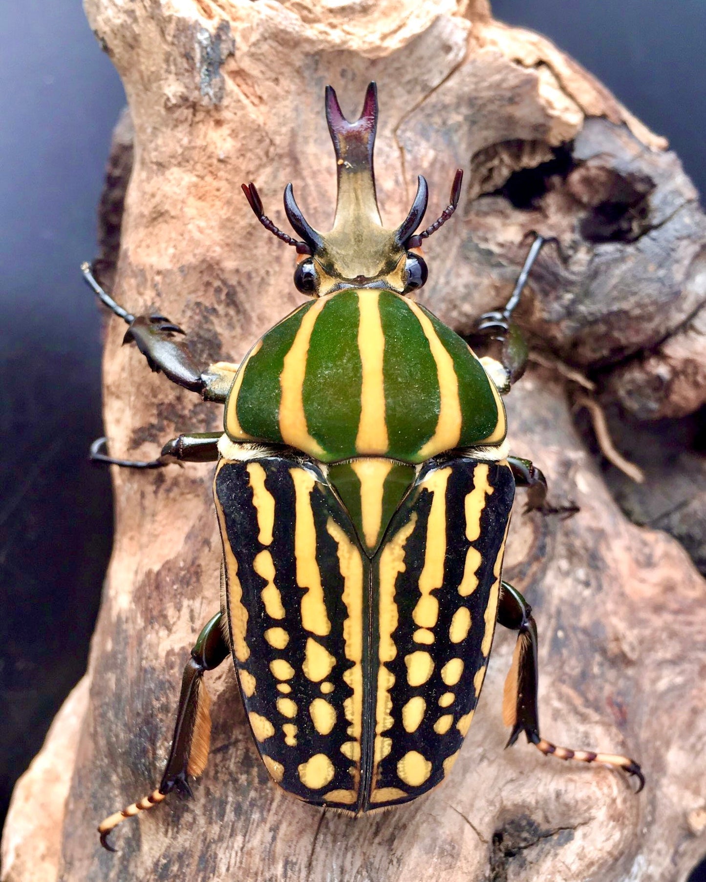 ADULTS - Giant Flower Beetle, (Mecynorrina savagei) - Richard’s Inverts