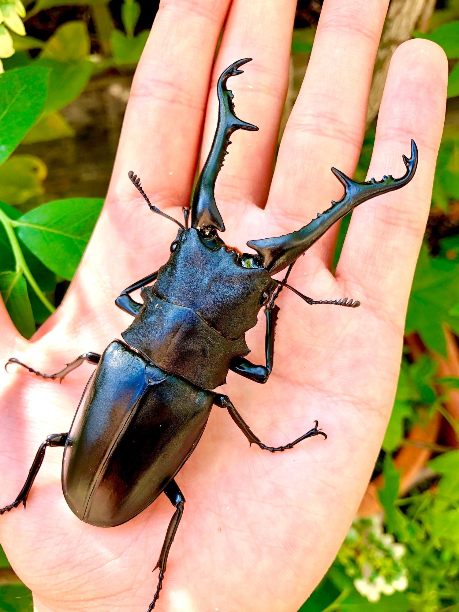 ADULTS - Giraffe Stag Beetle, (Prosopocoilus giraffa) - Richard’s Inverts