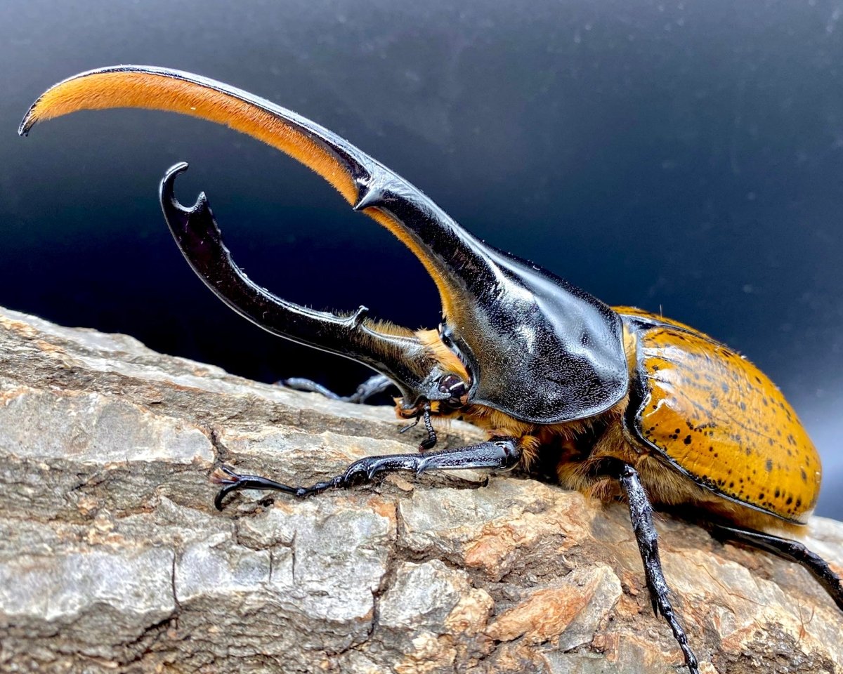 ADULTS - Hercules Rhino Beetle, (Dynastes lichyi) - Richard’s Inverts