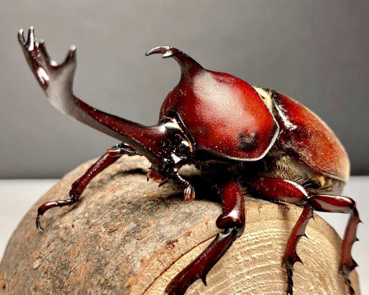 ADULTS - Japanese Rhino Beetle, (Trypoxylus dichotomus) - Richard’s Inverts