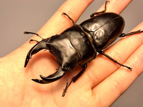 ADULTS - Japanese Stag Beetle, (Dorcus binodulosus) - Richard’s Inverts