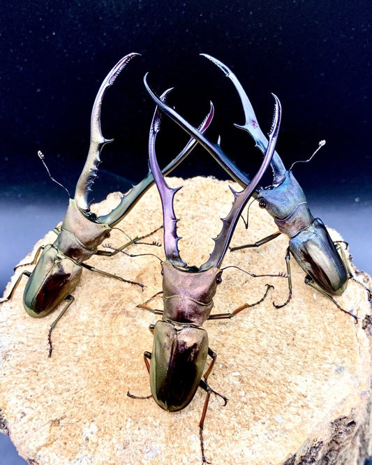 ADULTS - Metallic Stag Beetle, (Cyclommatus metallifer) - Richard’s Inverts