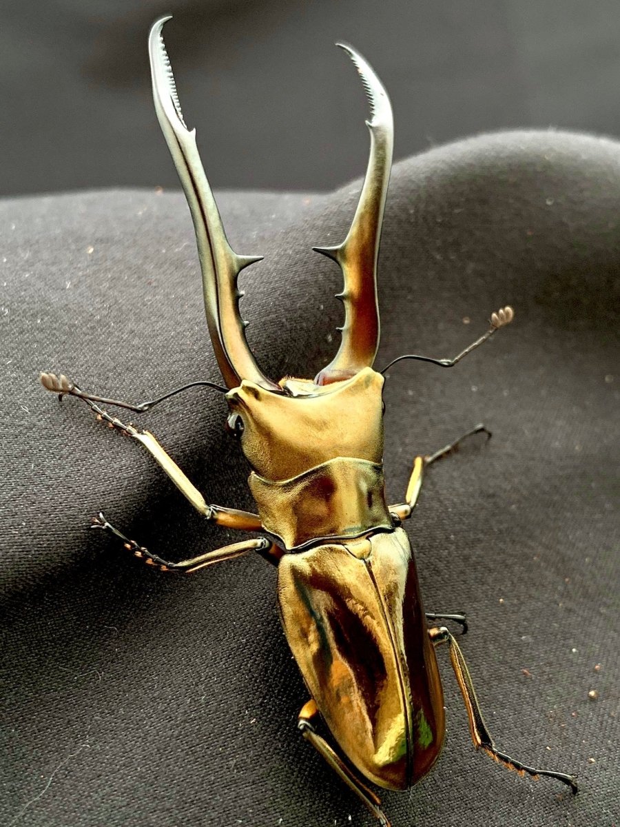 ADULTS - Metallic Stag Beetle, (Cyclommatus metallifer) - Richard’s Inverts