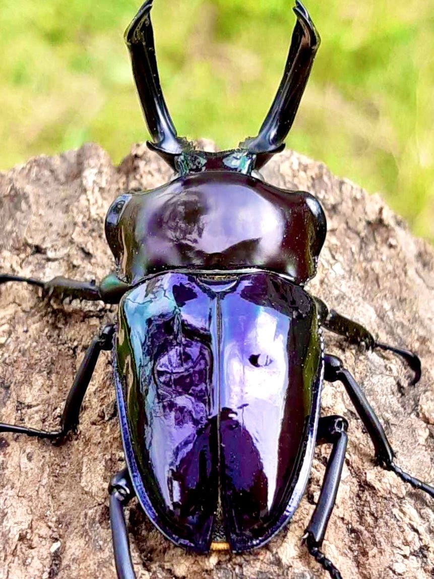ADULTS - "Mirror Glaze, Amethyst" Rainbow Stag Beetle, (Phalacrognathus muelleri) - Richard’s Inverts