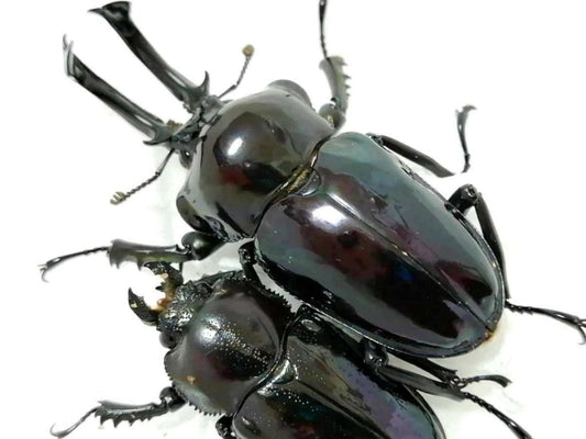 ADULTS - "Mirror Glaze, Obsidian" Rainbow Stag Beetle, (Phalacrognathus muelleri) - Richard’s Inverts