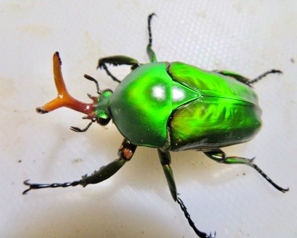 ADULTS - Morgani Flower Beetle, (Eudicella morgani) - Richard’s Inverts