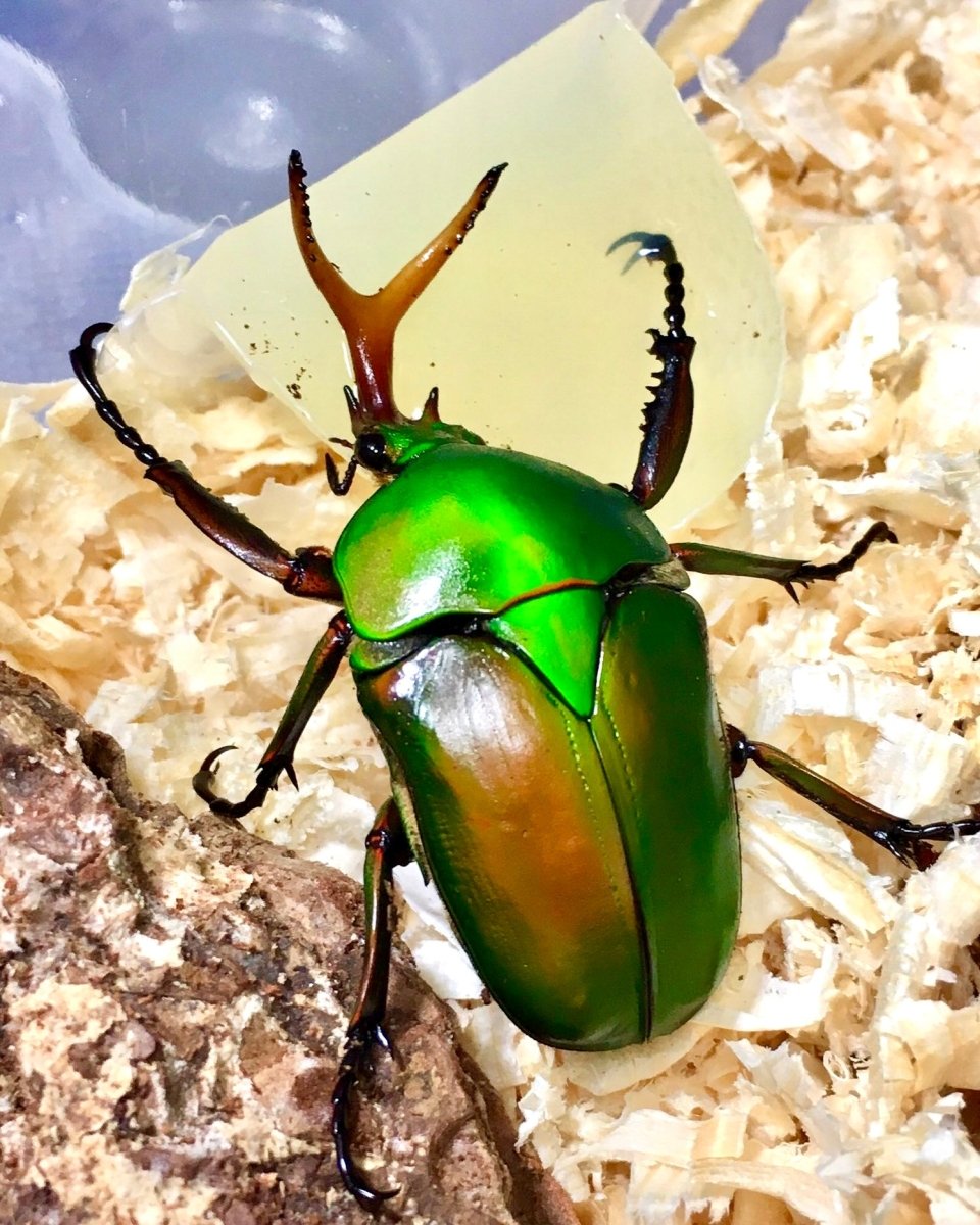 ADULTS - Morgani Flower Beetle, (Eudicella morgani) - Richard’s Inverts