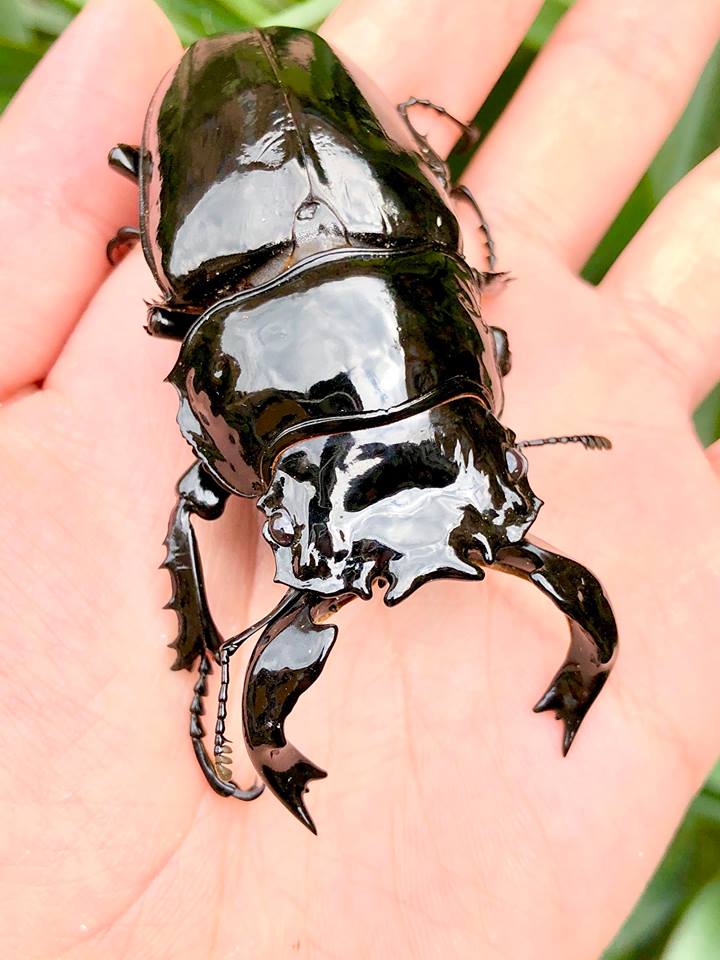 ADULTS - Obsidian Stag Beetle, (Mesotopus tarandus) - Richard’s Inverts